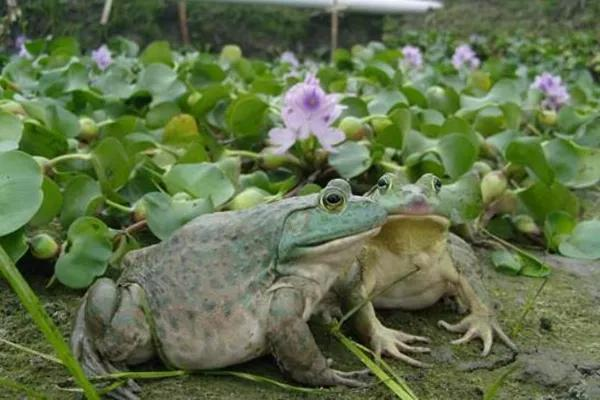 網圖侵刪