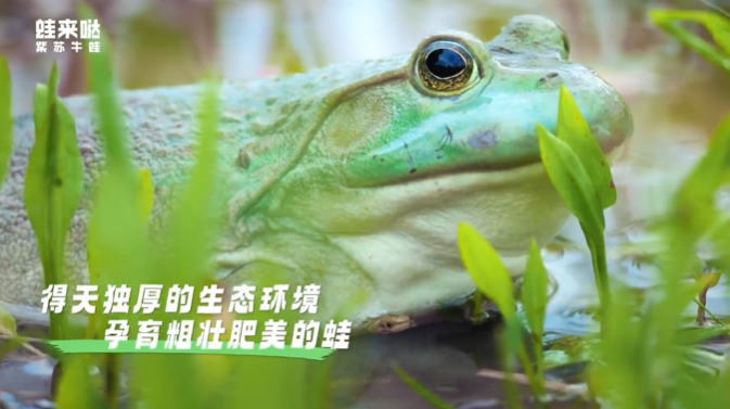蛙來噠